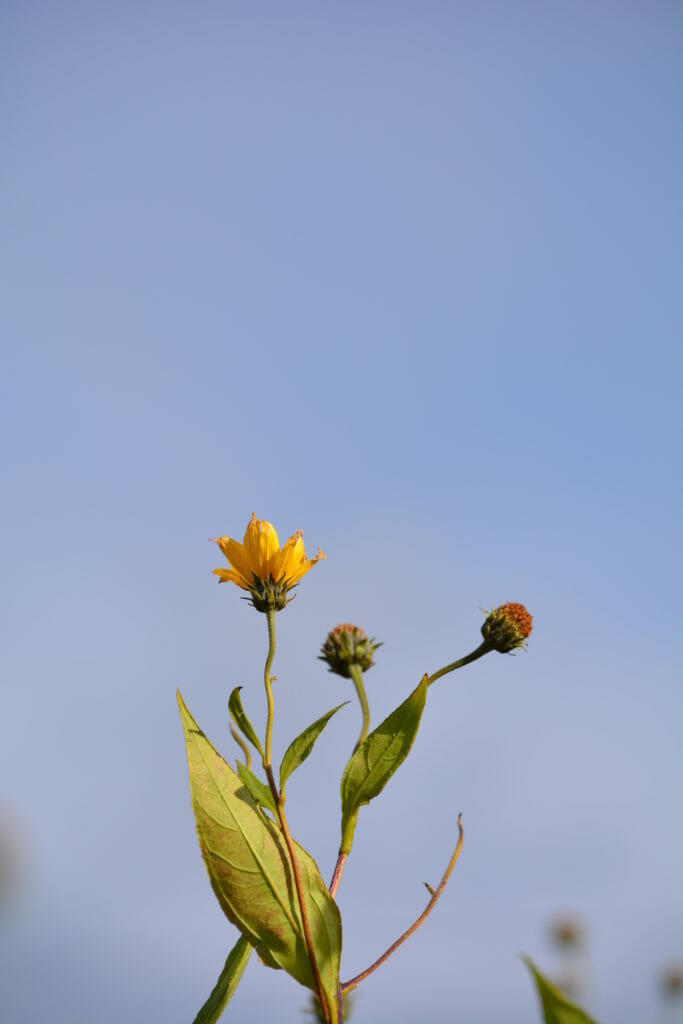 「菊芋（きくいも）」の花です。秋に花が咲きます。収穫時期のサインにもなりますね。