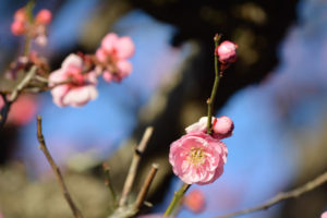 新春ですが、早くも梅の季節となりますね
「勝田台の梅」
（２０２１年２月上旬の撮影分です）